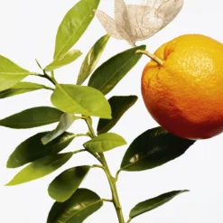 GOUTAL L’Ile Au Thé 5 GOUTAL L’Ile Au Thé -Kérastase Soldes goutal lile au the eau de toilette mixte 2