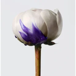 Shu Uemura Yūbi Blonde Shampoo 11 Shu Uemura Yūbi Blonde Shampoo -Kérastase Soldes shu uemura yubi blonde shampoo shampoing brillance pour cheveux blonds et gris 5